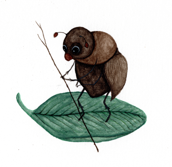 Adelaide Barkbeetle